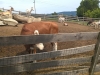 Tierheim Besichtigung (2)