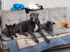 Tierheim Hunde