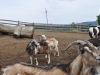 Tierheim Tiere (2)